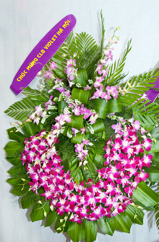 chuc_mung_violet_hn_500